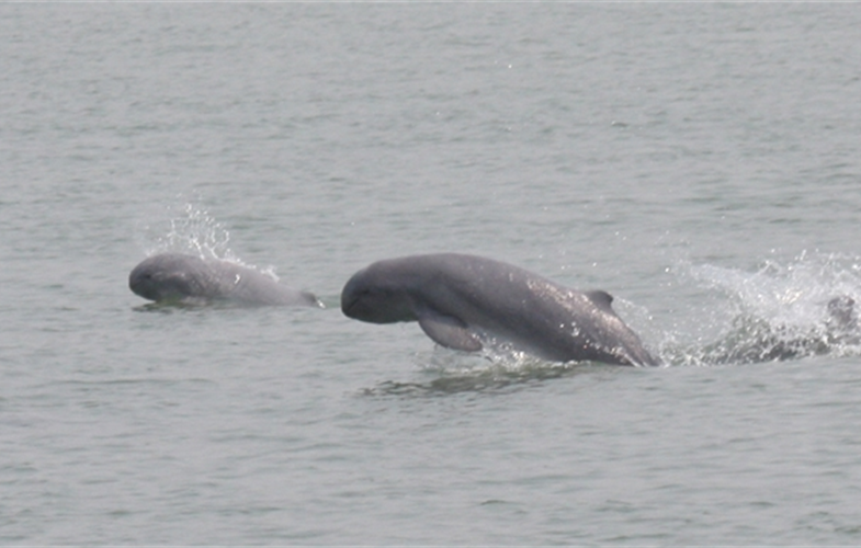Ayeyarwady Dolphin 1 day tour