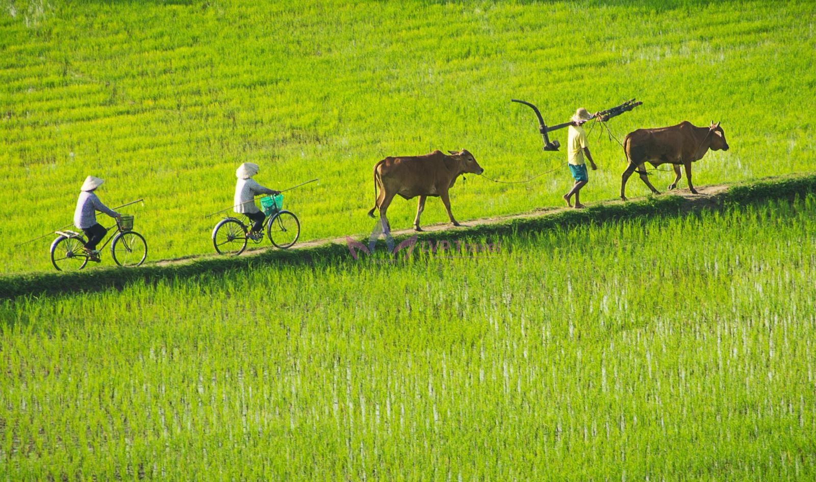 Grand Vietnam Tour 17 Days 5